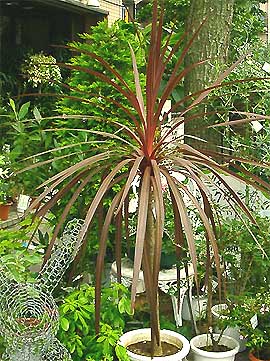 �A�g���v���v���A�@�R�[�W���l