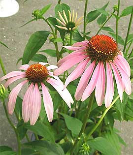 �G�L�Z�A�i