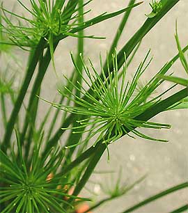 �q���V�y���X