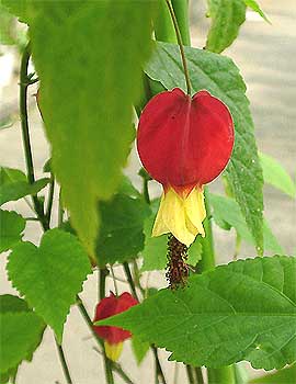 �E�L�c���{�N